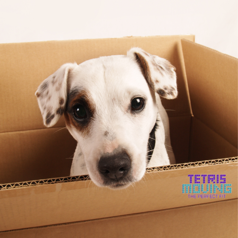 Dog sitting inside a tetris moving box