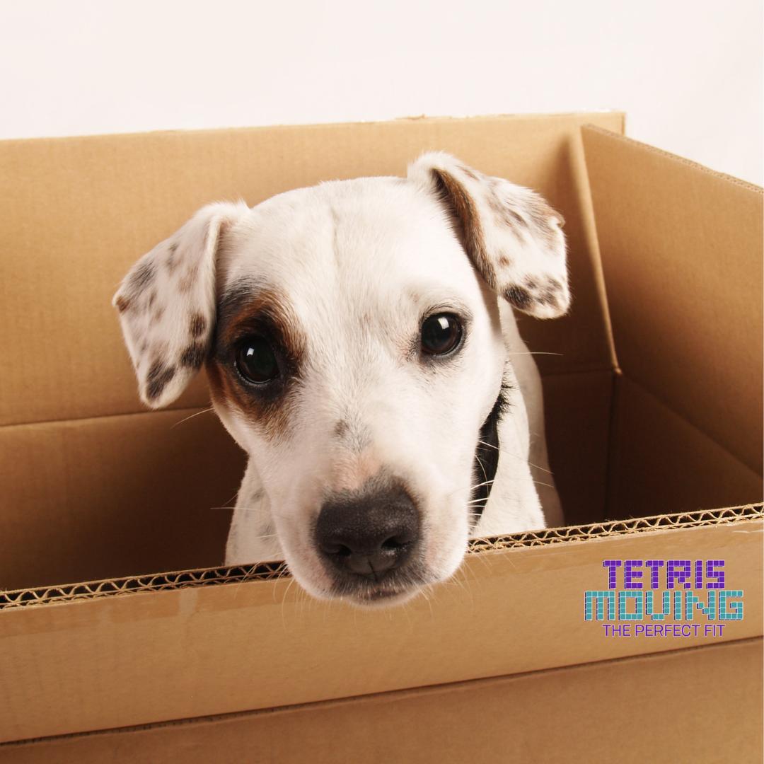 Dog sitting inside a tetris moving box